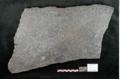 Foto (Objekt + Etikett) von Lepidodendron aculeatum St. (NHMW-GEO-2024-0188-11024)